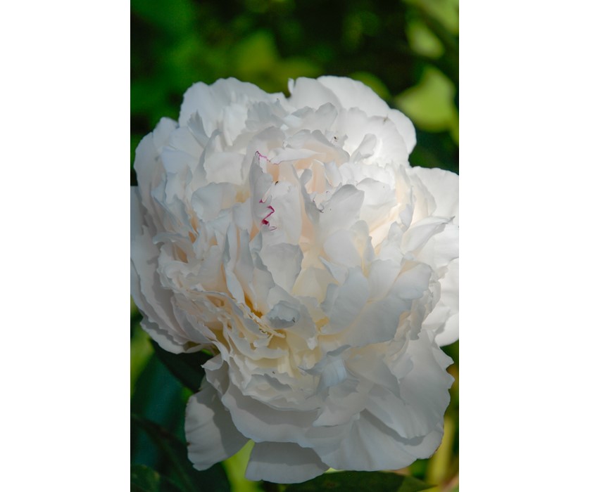 Peony